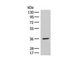 FAM84A Polyclonal Antibody