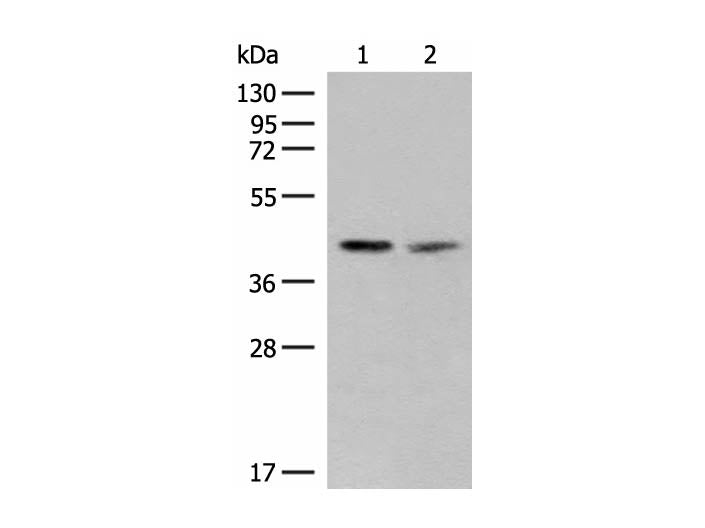 FAM84B Polyclonal Antibody