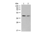 FAM84B Polyclonal Antibody