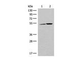 FECH Polyclonal Antibody