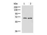 FNBP1L Polyclonal Antibody