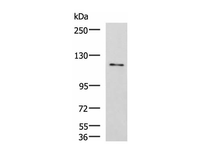 FNIP2 Polyclonal Antibody