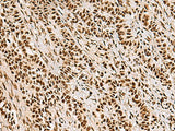 FOXI1 Polyclonal Antibody