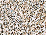 FOXI1 Polyclonal Antibody