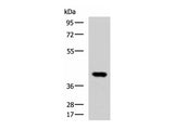 FOXI1 Polyclonal Antibody