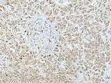 FOXQ1 Polyclonal Antibody
