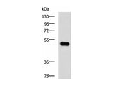 FOXQ1 Polyclonal Antibody
