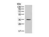 MLST8 Polyclonal Antibody