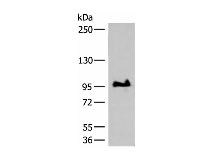 GANC Polyclonal Antibody