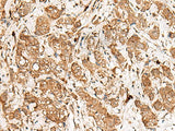 GBP4 Polyclonal Antibody