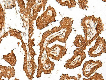 GBP4 Polyclonal Antibody