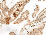 GRASP Polyclonal Antibody