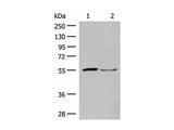 SLC2A8 Polyclonal Antibody