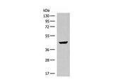 GNAT1 Polyclonal Antibody
