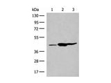 GPR22 Polyclonal Antibody