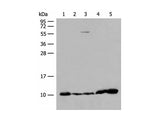 ATP5I Polyclonal Antibody