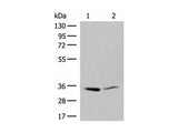 LDHA Polyclonal Antibody