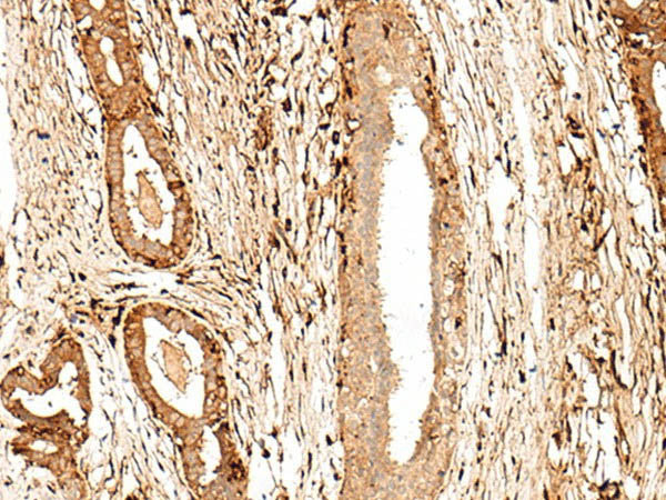 GPR27 Polyclonal Antibody