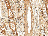 GPR27 Polyclonal Antibody
