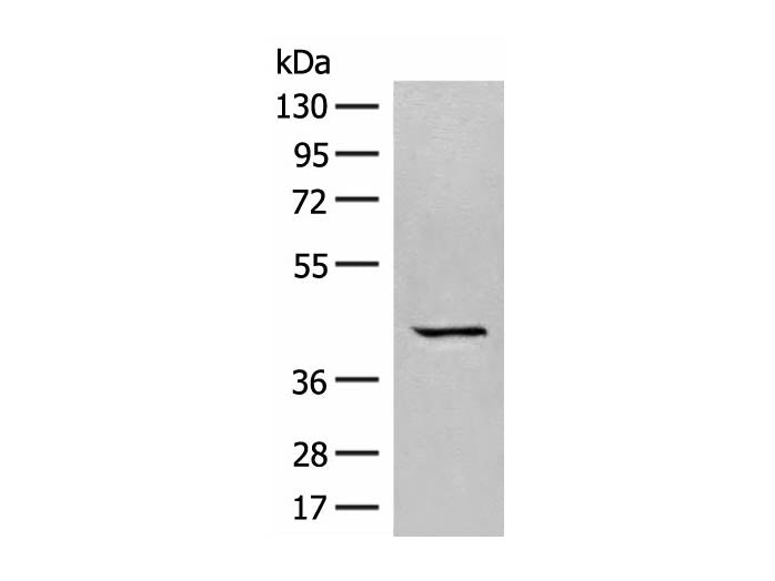 GPR62 Polyclonal Antibody