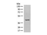 GPR62 Polyclonal Antibody