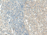 NPBWR1 Polyclonal Antibody