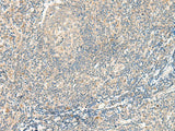 GPR75 Polyclonal Antibody