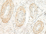 GPR160 Polyclonal Antibody