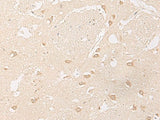GPR157 Polyclonal Antibody