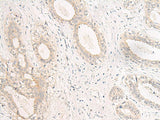 GPR157 Polyclonal Antibody