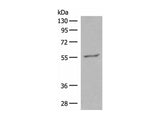 GPR161 Polyclonal Antibody