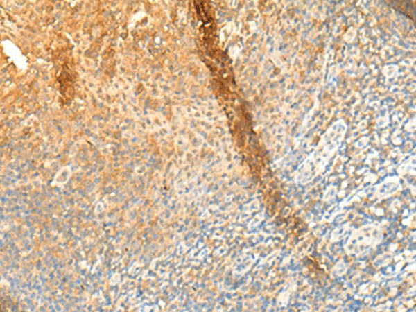 GPR162 Polyclonal Antibody
