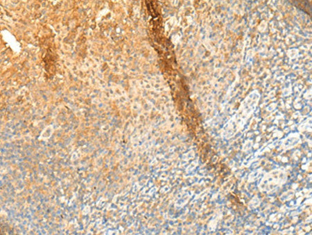 GPR162 Polyclonal Antibody