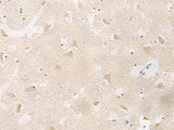 GPR83 Polyclonal Antibody