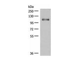GRIPAP1 Polyclonal Antibody