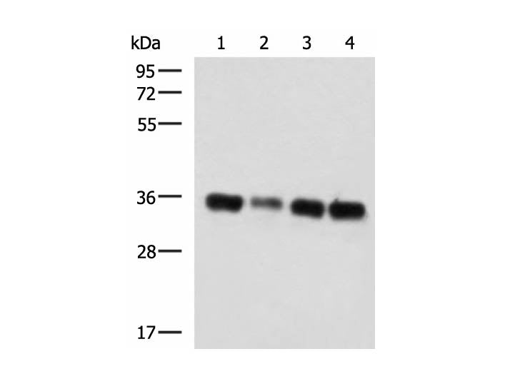 GRHPR Polyclonal Antibody