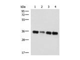GRHPR Polyclonal Antibody