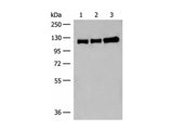 GRIK3 Polyclonal Antibody