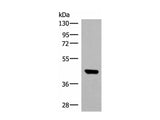 GTF3A Polyclonal Antibody