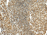 HABP4 Polyclonal Antibody