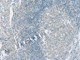 HASPIN Polyclonal Antibody