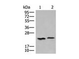 HEBP1 Polyclonal Antibody