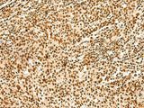 HNRNPA3 Polyclonal Antibody