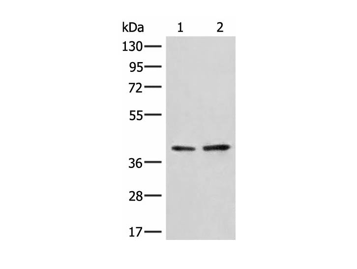 HNRNPA3 Polyclonal Antibody