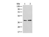 HNRNPA3 Polyclonal Antibody