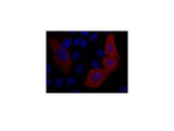 VSV-G-Tag Monoclonal Antibody