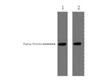 VSV-G-Tag Monoclonal Antibody