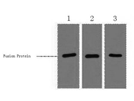 RFP-Tag Monoclonal Antibody