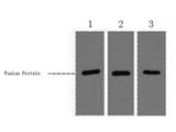 RFP-Tag Monoclonal Antibody