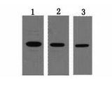 T7-Tag Monoclonal Antibody